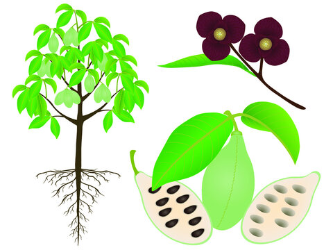 An illustration showing parts of asimina triloba the pawpaw plant on a white background.