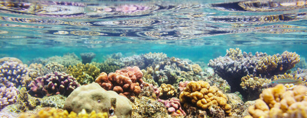 Coral reef © Galyna Andrushko