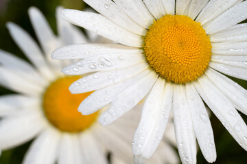 Fototapeta premium Leucanthemum vulgare, commonly known as the ox-eye daisy, oxeye daisy, dog daisy. Morning dew flowers close-up. Top view.