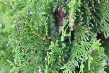 green leaves background