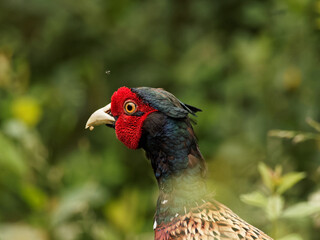 A close up head shot of a male pheasant (Phasianus colchicus) walking through tall grass at Anglers Country Park, Wakefield