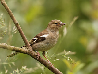 A female chaffinch (Fringilla coelebs) perched on a branch against a green background at Anglers Country Park, Wakefield