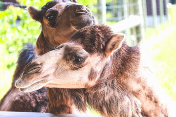Close up of two camels showing love to each