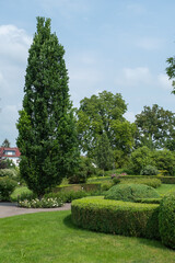 Quercus robur 'Fastigiata Koster' Säuleneiche