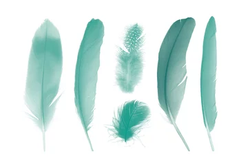 Papier peint Plumes Beautiful collection green  colors tone feather isolated on white background ,trends color