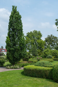 Quercus robur 'Fastigiata Koster' S&auml;uleneiche