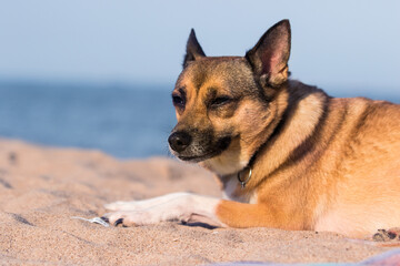 dog on the sea beach