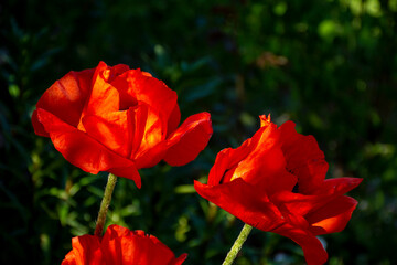 Poppy flowers blossomed on the flowerbed