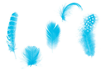 Beautiful collection blue feather isolated on white background