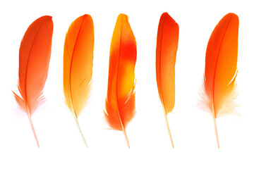 Beautiful collection bright yellow - orange lush lava colors trend feather isolated on white background
