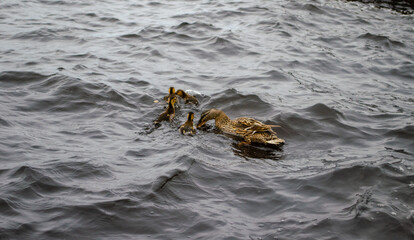 Cute duck families are on Onega Lake, Petrozavodsk, Karelia region. 