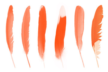 Beautiful collection bright  orange lush lava colors trend feather isolated on white background