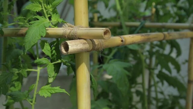 plans de tomates, jardini&egrave;re en bambous.