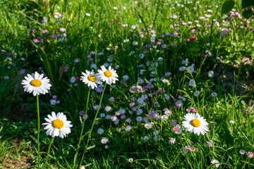 White daisies grow on a green flowerbed
