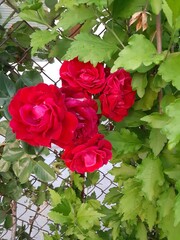 red rose in garden