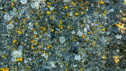 Moss and lichens growing on the stone.