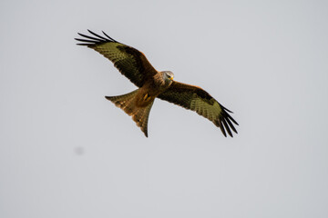 Red Kite (Milvus milvus) flying in mid-Wales