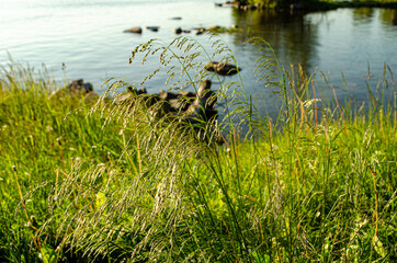 Beautiful flowers and greens at lake near Orsha town, Russia 2014. 