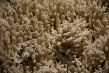 Fototapeta na wymiar close up of coral