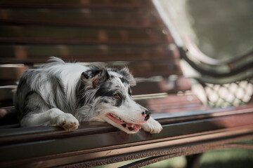 Fototapeta premium beautiful border collie dog