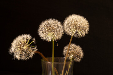 Dandelion with white umbrella on black background