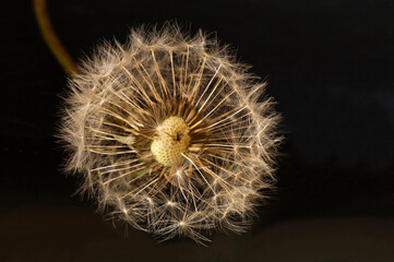 Fototapeta premium Dandelion with white umbrella on black background