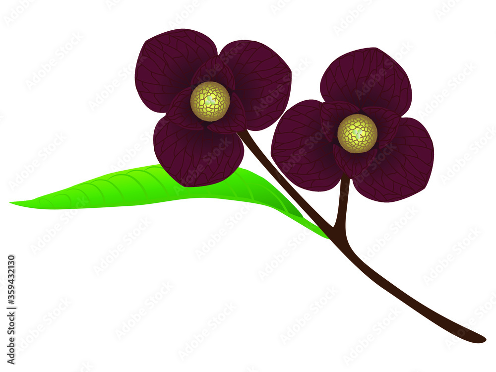 Wall mural pawpaw flowers on a branch isolated on a white background.