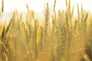 Wheat field. Close-up.