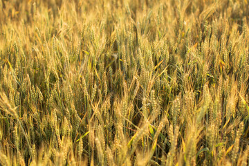 Obraz premium Wheat field background.