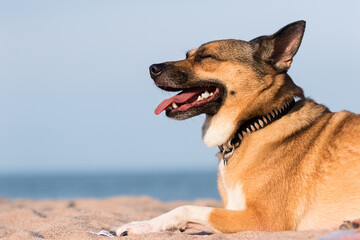 dog on the  beach