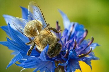 Blütenpracht ganz nah in Makro mit Bienen beim Bestäuben