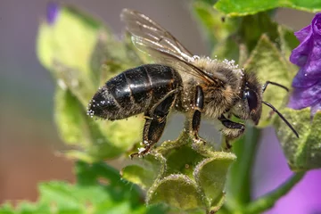 Fotobehang Blütenpracht ganz nah in Makro mit Bienen beim Bestäuben © formgefuege