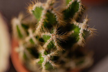 Fiesta Mexicana - Tischdeko, Detail, Kaktus