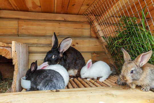 Many different small feeding rabbits on animal farm in rabbit-hutch, barn ranch background. Bunny in hutch on natural eco farm. Modern animal livestock and ecological farming concept.