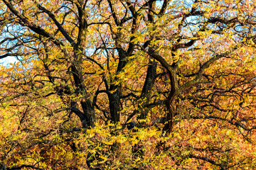 Autumn background with yellow leaves on a tree with thick branches