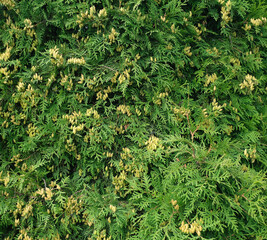 Green natural bush for background creation