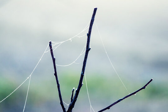 Spider web on a dry tree branch in a foggy morning - Powered by Adobe