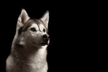 isolated siberian husky dog profile close up head shot portrait against a black background