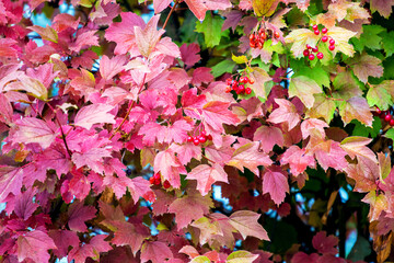 Autumn background with colorful leaves of viburnum and red berries