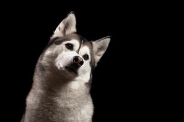 isolated siberian husky dog tilting her head profile close up head shot portrait against a black background