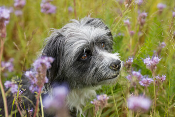 Cute dog with phacelia flowers