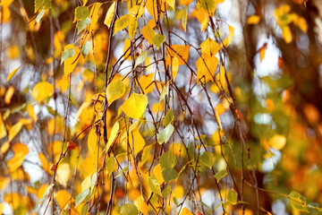 Autumn background with golden autumn leaves in sunny weather