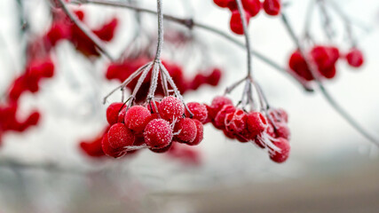Frost-covered red berries of viburnum on a light blurred background