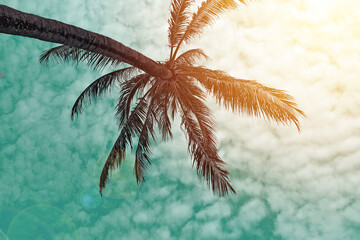 tropical coconut tree leaves on the sun light blue sky in retro vintage colour effect