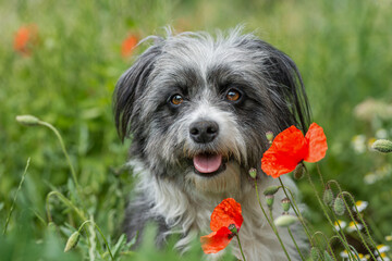 Cute dog with poppy flowers