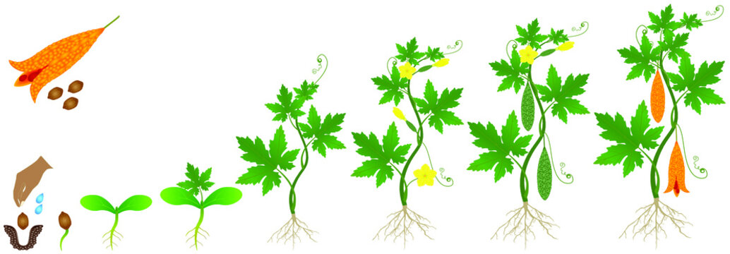 Cycle of growth of momordica charantia bitter melon plant on a white background.
