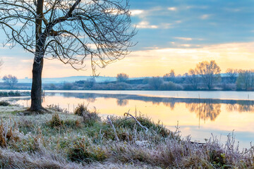 Frost covered the grass and tree on the shore   river. Lonely tree on the shore river at sunrise