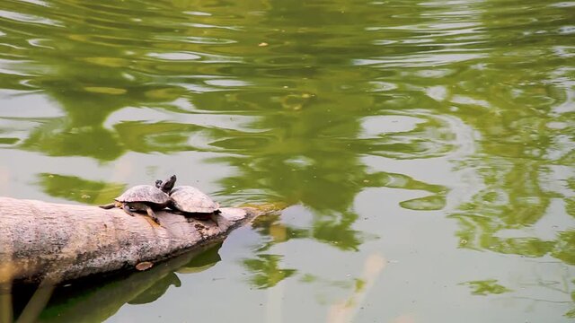 Probably two Red-eared terrapins (Trachemys scripta) lying. Invader species (unpremeditated introduction) to Southeast Asia from America. This alien species is harmful to local reptiles. Thailand
