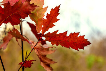 Picturesque autumn leaves of red oak in the forest on a blurred background