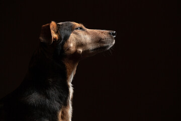 lovely isolated mixed breed dachshund type dog squinching profile close up head shot portrait against a black background